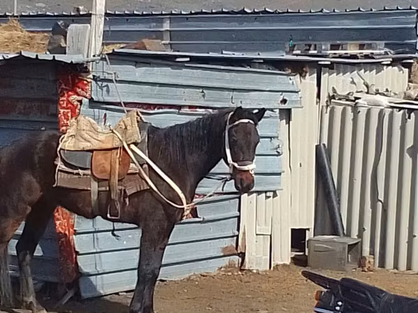Mare, Horses
