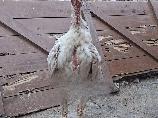 Chickens — কেনিয়া