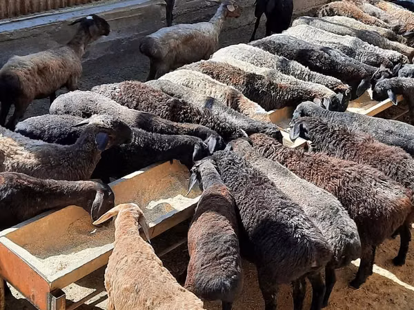 የጎትት አውራ በግ, Sheep