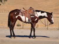 Mare, National Show Horse — photo 3