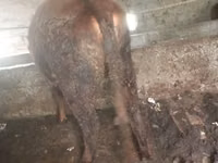 Bull, Cattle — photo 4