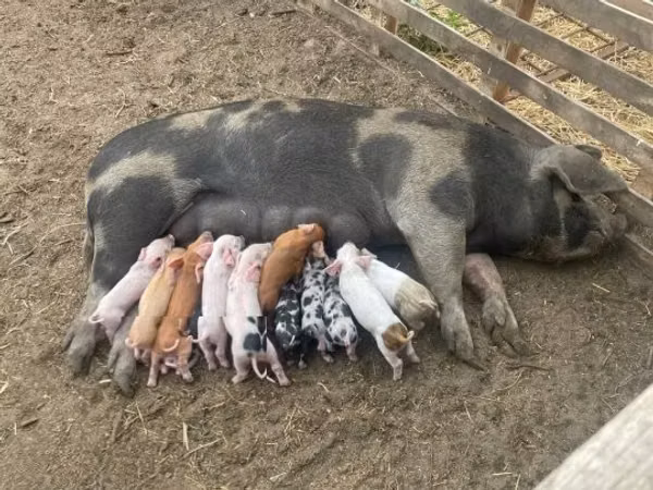 Sow, Pigs — Hungary