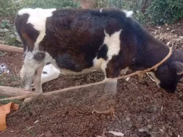 Cattle (batch, sex not specified), Cattle — Kenya
