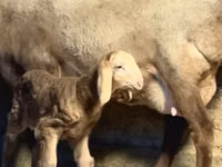 Montone, Arashan sheep — foto 8