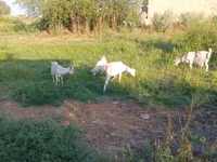 تيس, Saanen goat — الصورة 1