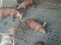 Boar, Pigs — photo 1