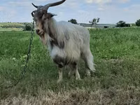 Billy Goat, Goats — photo 2