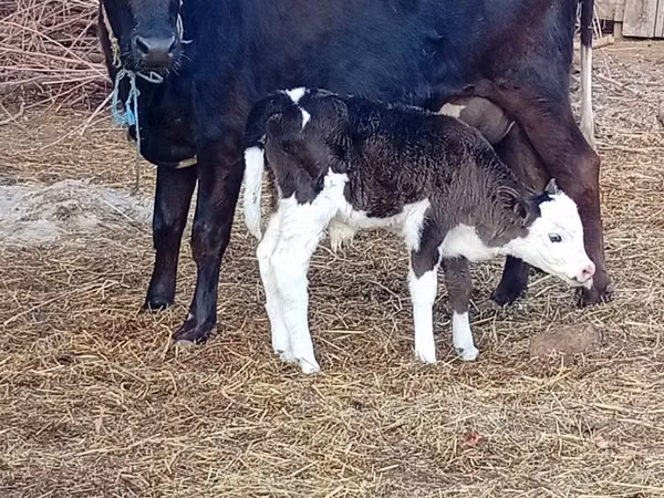 Cow, Holstein breed — Azerbaijan
