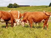 公牛, Danish Red Cow — 照片 8