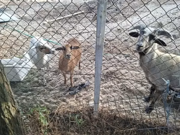میش, Cameroon sheep — مجارستان