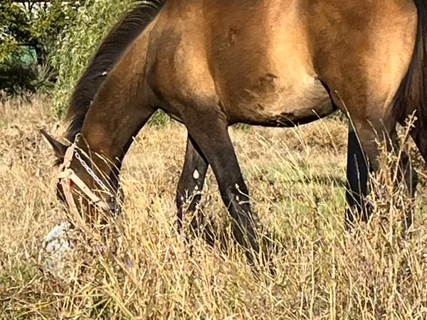 Horse (M), Horses — Moldova