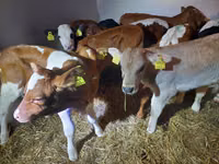 วัวตัวผู้, Simmental cattle — รูปภาพ 3
