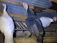 Turkeys — φωτογραφία 1