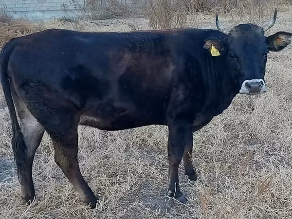 Cow, Alatau breed