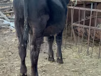 Bull, Aberdeen-Angus — photo 2