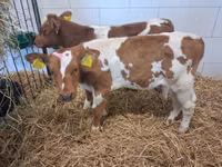 公牛, Cattle — 照片 1