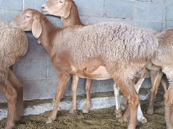 Sheep, Sheep — Kyrgyzstan