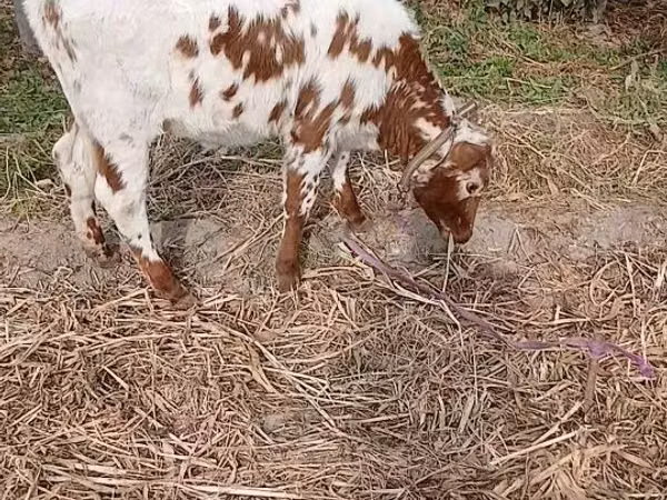 பசு, Simmental cattle