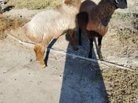 Qoyunlar (partiya, cinsi göstərilməyib), Qoyunlar — foto 1