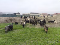 Goat, Goats — photo 1