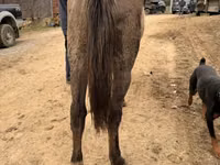 Mare, Rocky Mountain Horse — photo 7