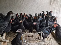 Chickens — fotografija 3