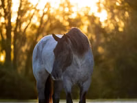 Caballo, Percheron — foto 3