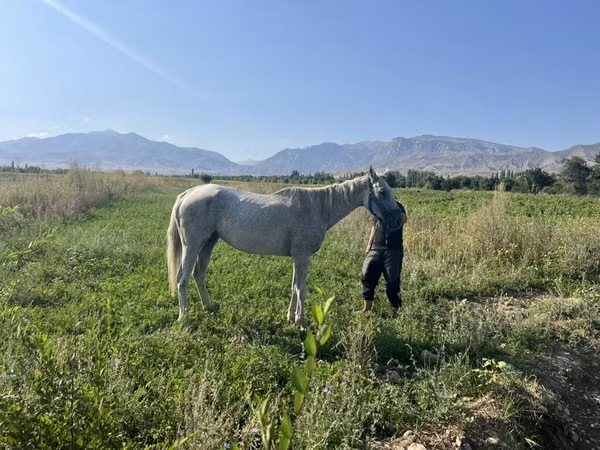 Mare, Arabian horse