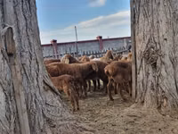 የጎትት አውራ በግ, Arashan sheep — ፎቶ 1