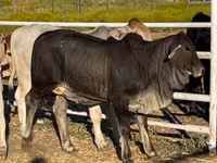 Vaca, Brahman — foto 1