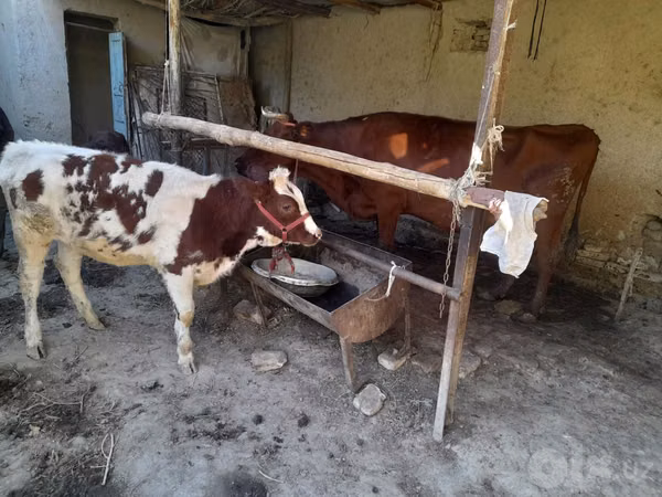 Cow, Red Estonian cattle