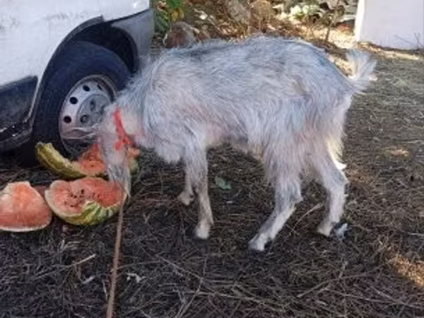 Billy Goat, Nubian Goat