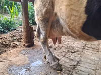 গাভী, Russian Black pied cattle — ছবি 5