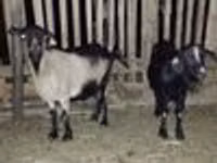 ஆண் வெள்ளாடு, வெள்ளாடுகள் — புகைப்படம் 7