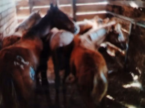 Horses (batch, sex not specified), Horses — Kazakhstan