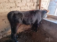 Cow, Cattle — photo 2