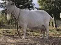 Goat, Saanen goat — photo 1