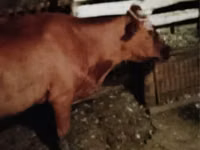 Cow, Cattle — photo 3