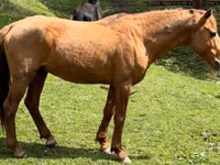 Horse (M), Horses — photo 2