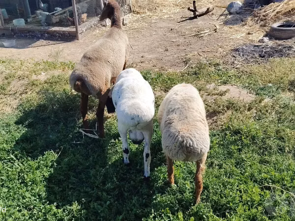 Κριός, Arashan sheep