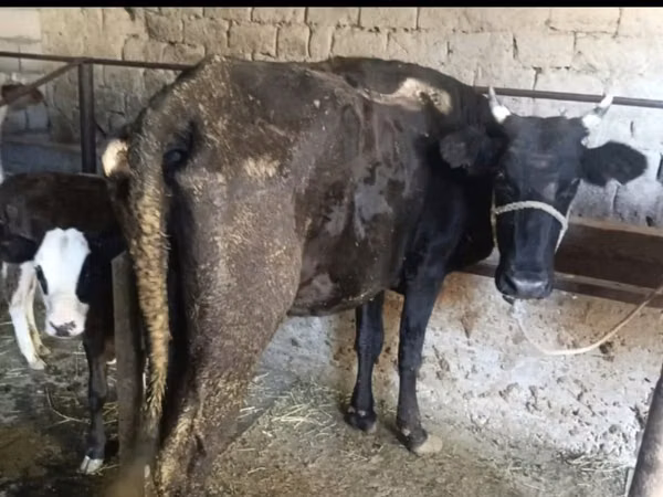 Vache, Bovins — Kazakhstan