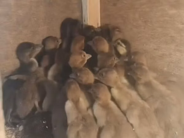 Ducks — Азербайджан