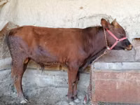 Bou, Bovine — foto 2