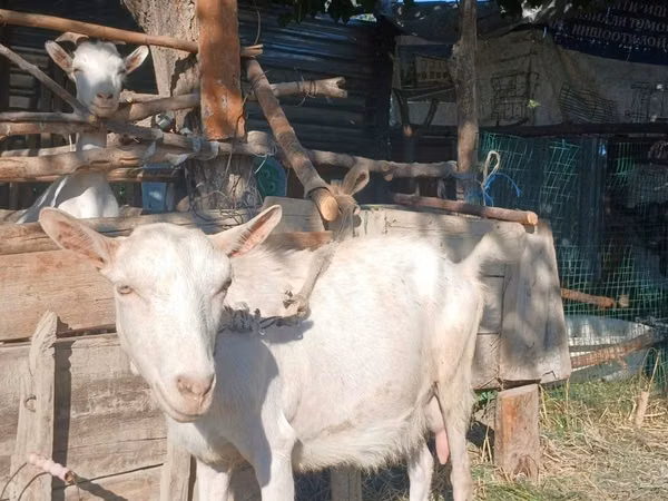 Goat, Saanen goat — Uzbekistan