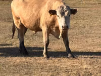 Bull, Russian Black pied cattle — photo 2