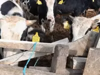 Stier, Russian Black pied cattle — foto 2