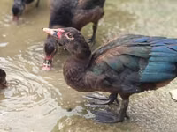 Ducks — foto 5
