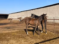 Cavalla, Cavalli — foto 4