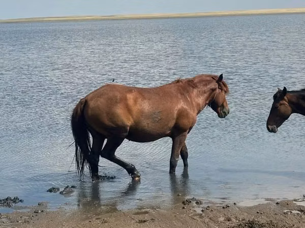 مادیان, Horse breed