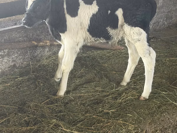 گاو نر, Russian Black pied cattle